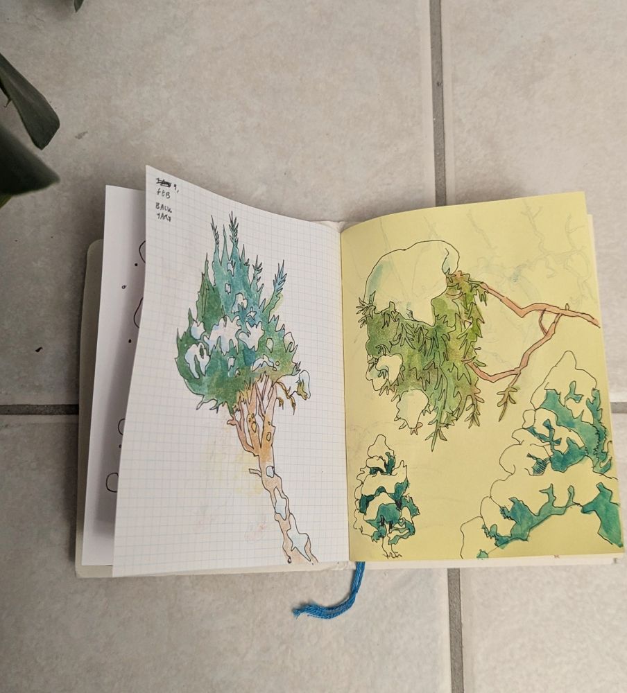 sketchbook drawings of wintertime trees, with watercolour added afterward: cedar and spruce 