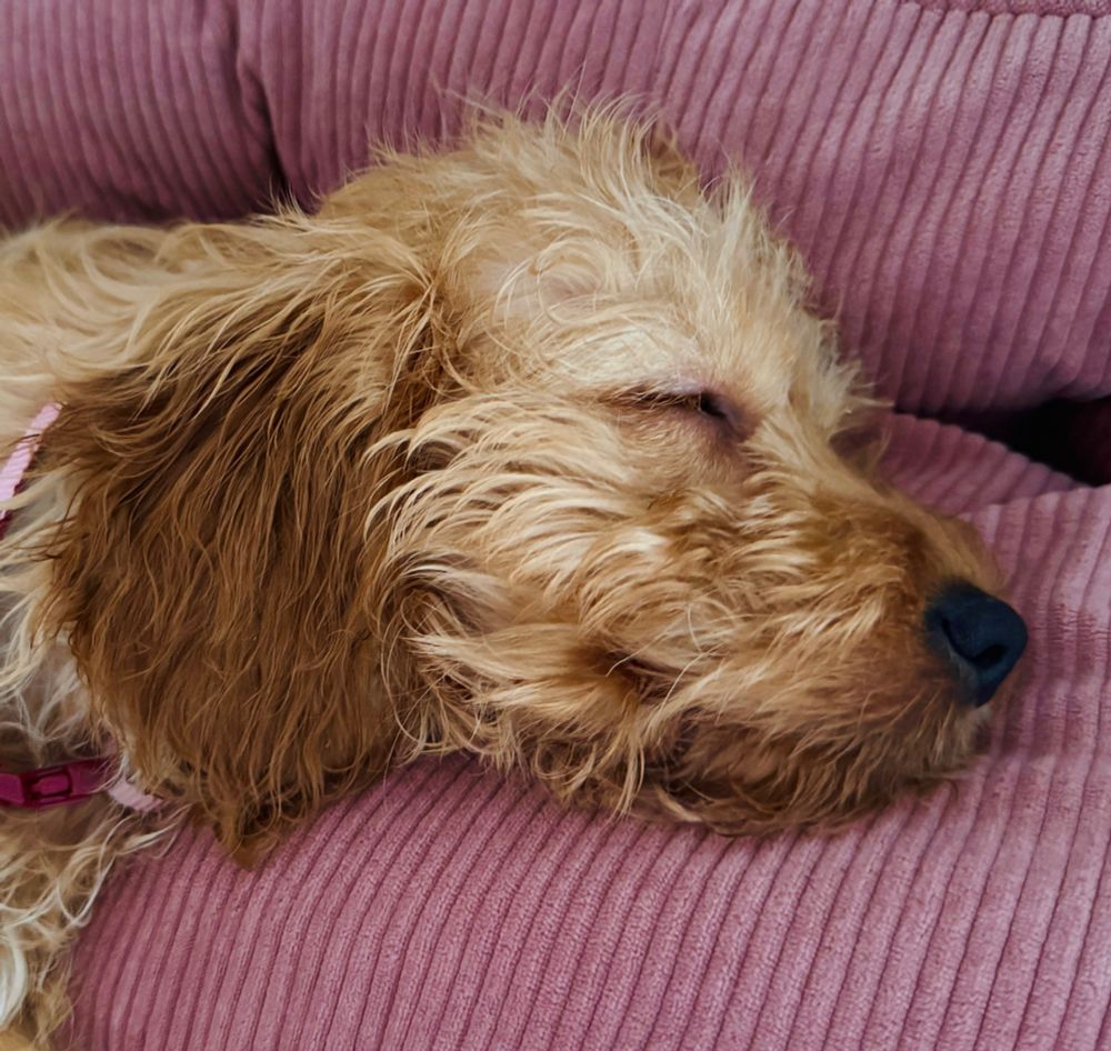 A photo of my sleeping 11-week old cockerpoo puppy 🥹😍🥰