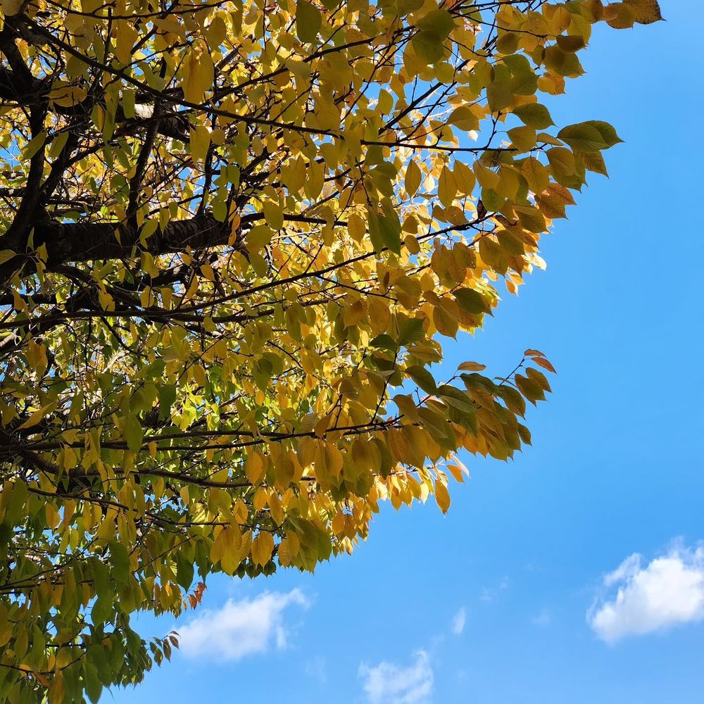 View from under the golden yellow portion of the tree, looking up into the branches. The sky is bright blue with wispy clouds.