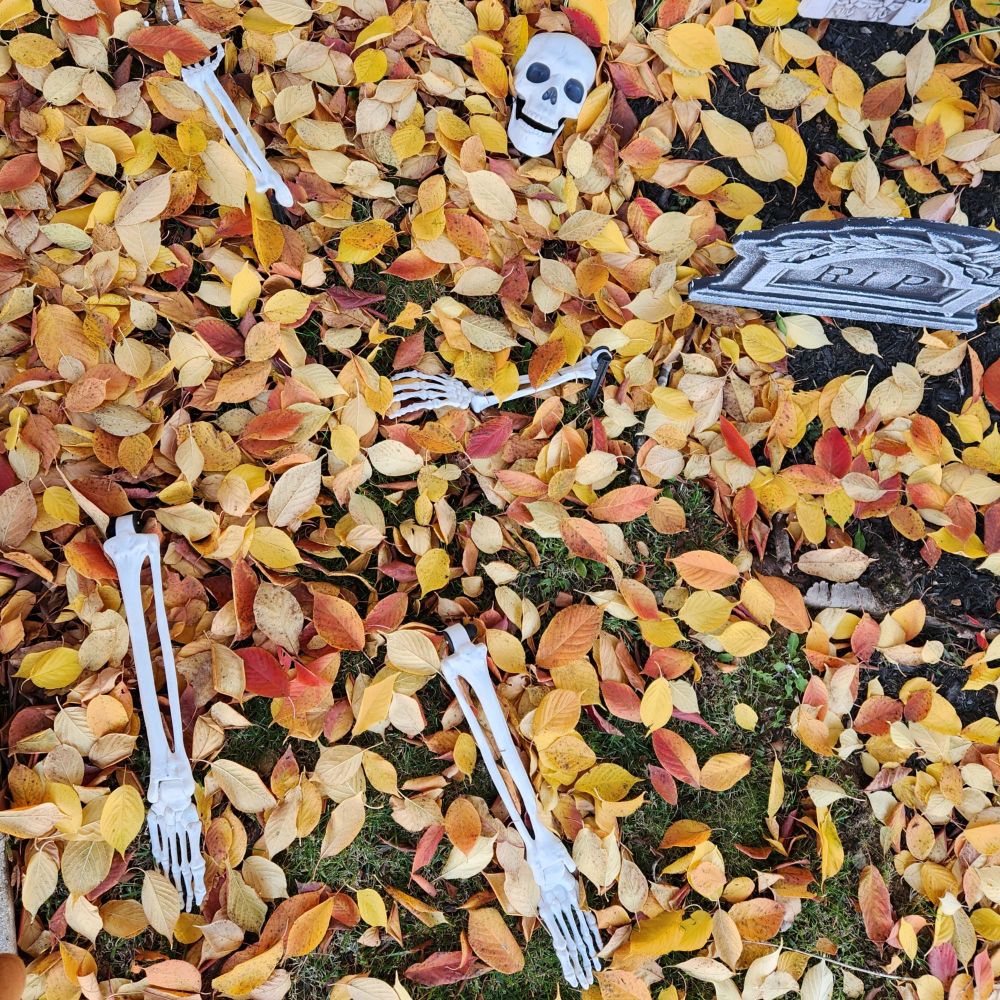 Overhead view of a skeleton Halloween decoration face up on the lawn. It looks like it is drowning in fallen leaves. The leaves are mostly yellow, with a few red and orange mixed in.
