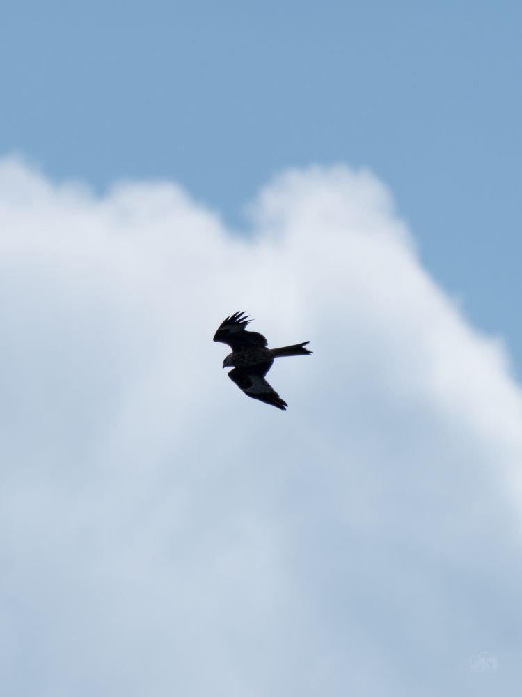 A silhouette of a bird in mid-flight against a bright blue sky with soft, fluffy white clouds in the background. The bird’s wings are outstretched, showcasing its graceful movement through the air.