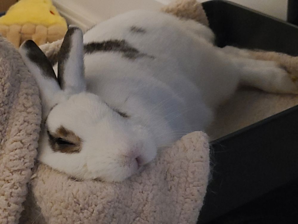 White and brown spotted rabbit taking a nap on the bottom of a 3 tier shelf