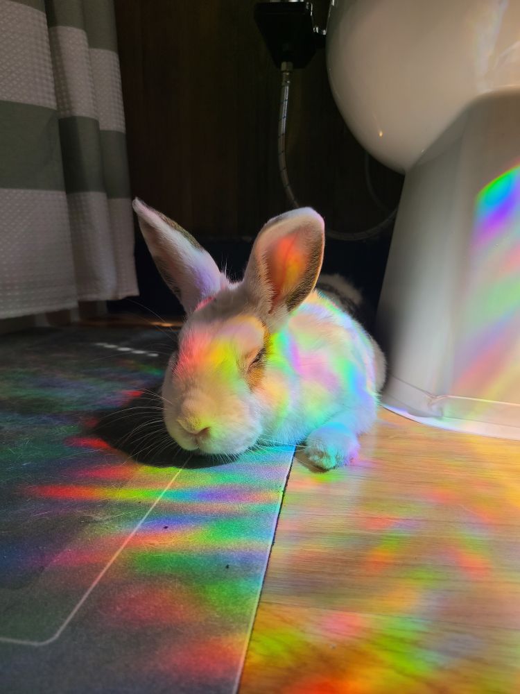 A rabbit at the base of a toilet with rainbow lighting 