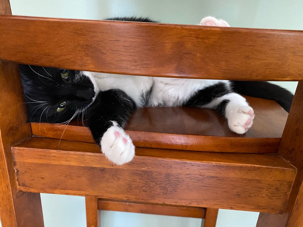 A black and white tuxedo cat laying on a brown chair. Her face is pressed against the bottom slat and her paw is sticking out from it 