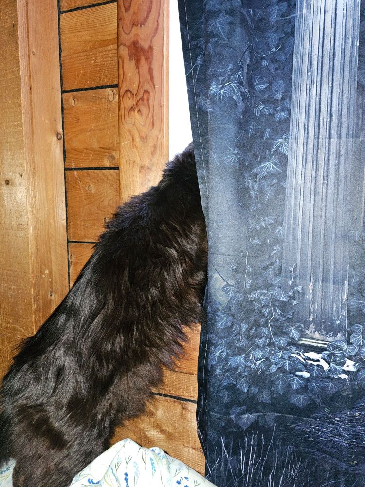 dumb himbo of a black cat,head behind a goth curtain, watching the snow fall. he's chittering at the snow