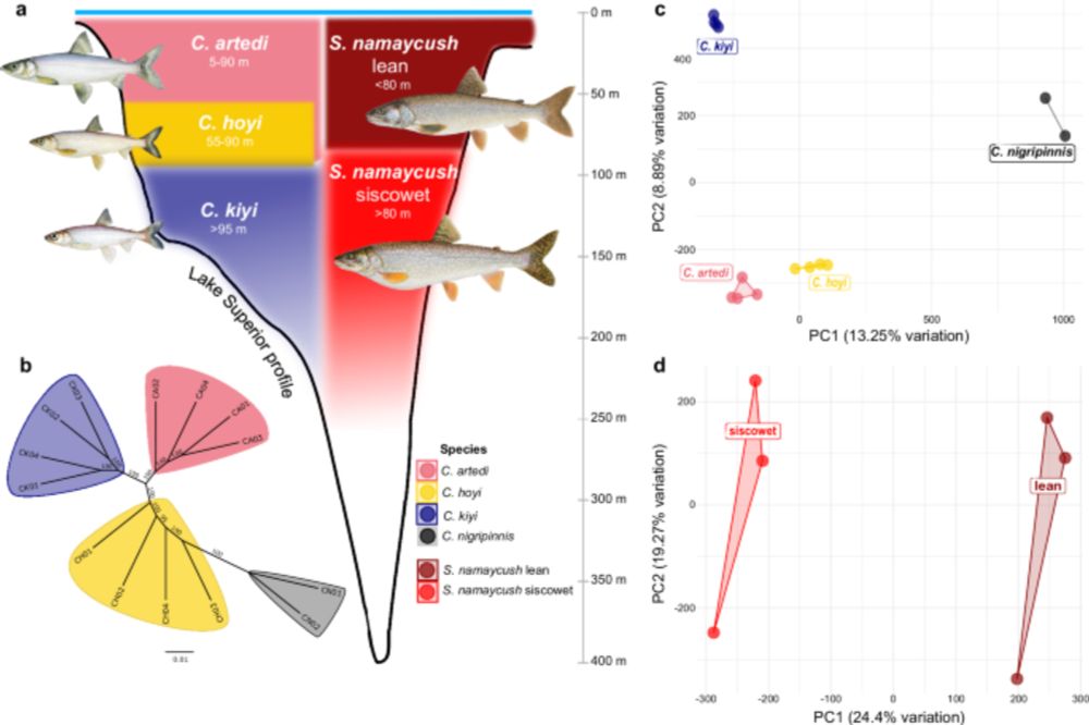 Origin of the Laurentian Great Lakes fish fauna through upward adaptive radiation cascade prior to the Last Glacial Maximum - Communications Biology