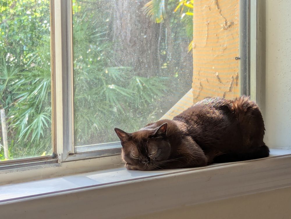 A small Burmese cat snoozing in a sunny windowsill