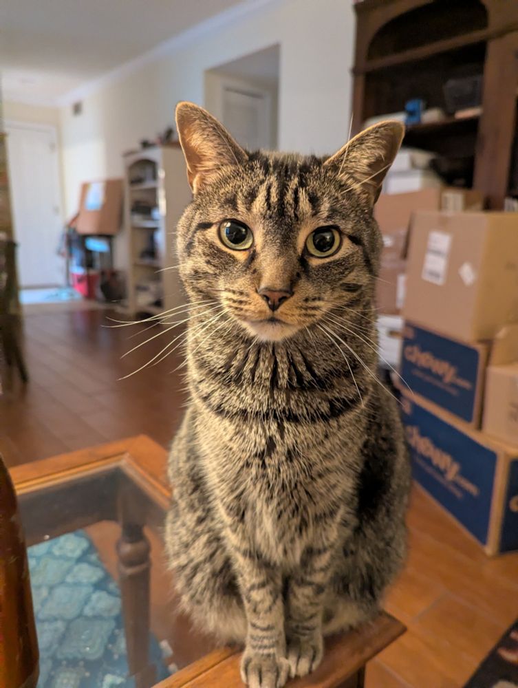 Tabby cat looking earnestly into the camera
