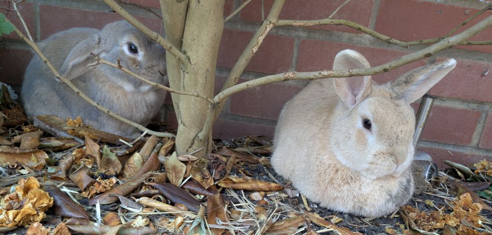 Two bunnies relaxing under a camellia bush sitting like little loaves with their feet tucked under them. One small light brown lop eared on the left and the other ginger and white with ear sticking up on the right.