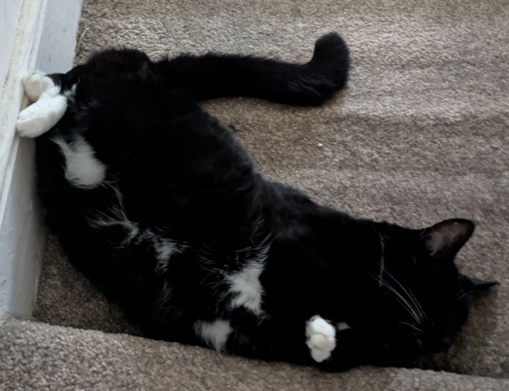 Tuxedo cat lying on her back at the top of the stairs with her body twisted into a croissant, one white front paw sticking up, belly on full display (definitely a trap) and white back feet up against the wall crossed over all fancy like. She's fast asleep
