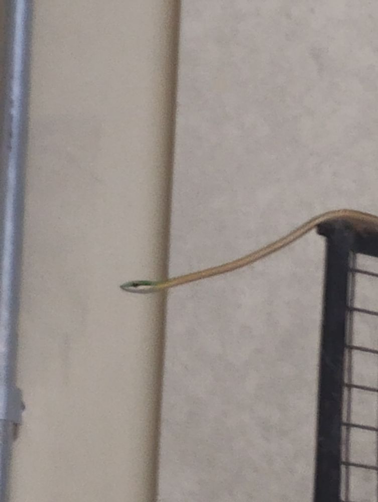 Image is a photograph of the head of a cobra-cipó (vine snake) against white walls on the background. The snake is hanging off the edge of a metallic gate.