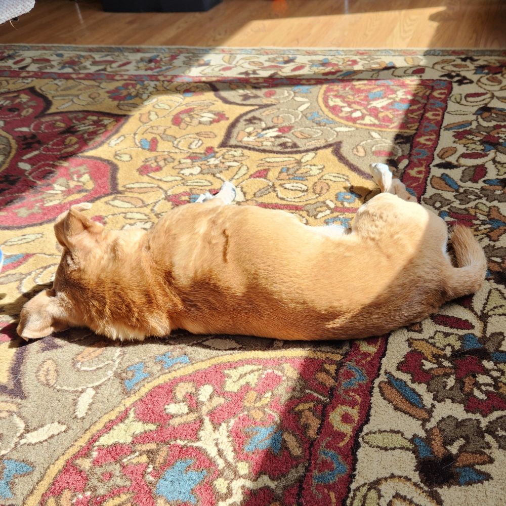 Perfect, sweet, caramel-colored puggle sleeps in the sun. 