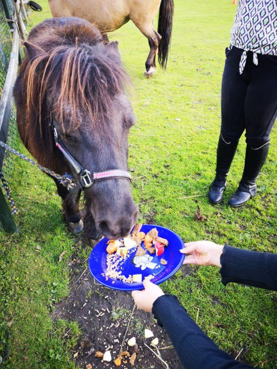 Twee keer feest in Augustinusga: Van BurenDag naar DierenDag!