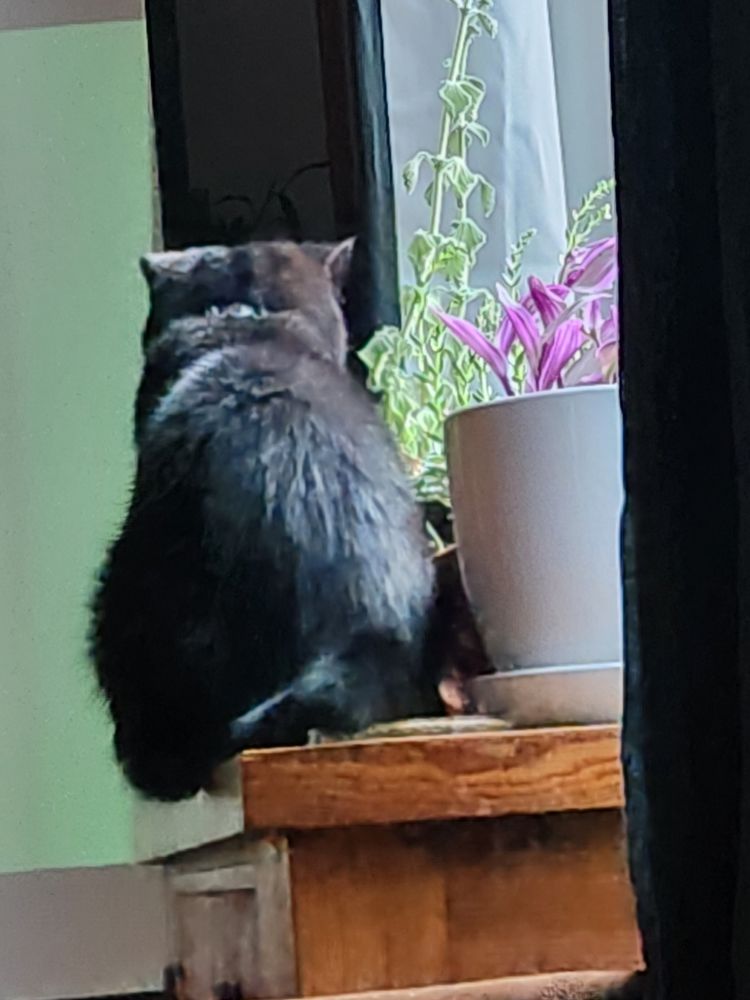 A black cat sitting on a table with plants so that some of her little butt hangs off the edge.