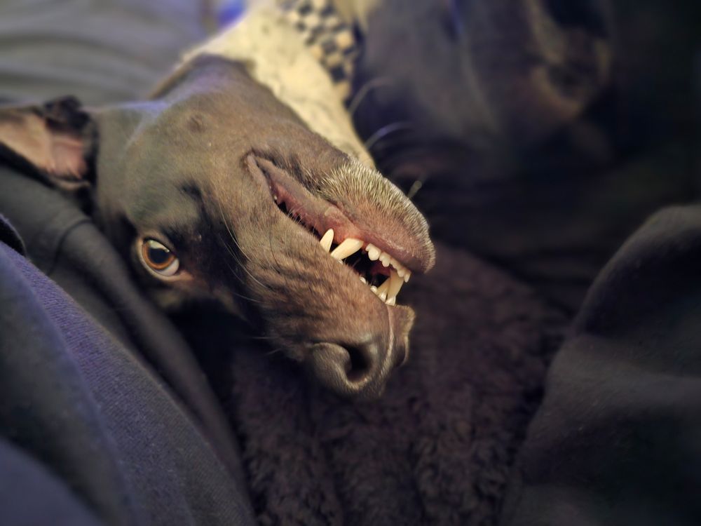 Adorable puppy smile 