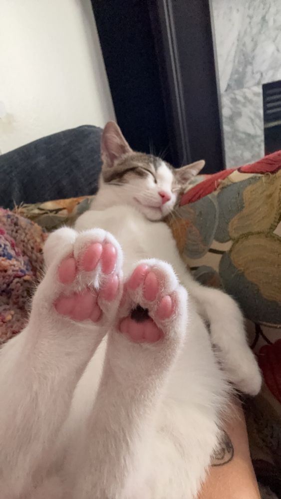 Truffles the brown tick and white kitten asleep on his back with his back feet close to the camera