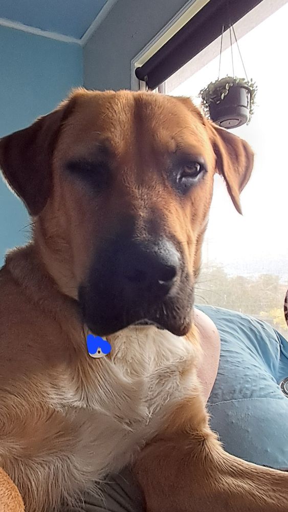 Head shot of a large, mix-breed tan dog with brown eyes, black lined eyes, nose and jowls. White chest. Semi reclining on light blue cushion, looking down into the camera. 