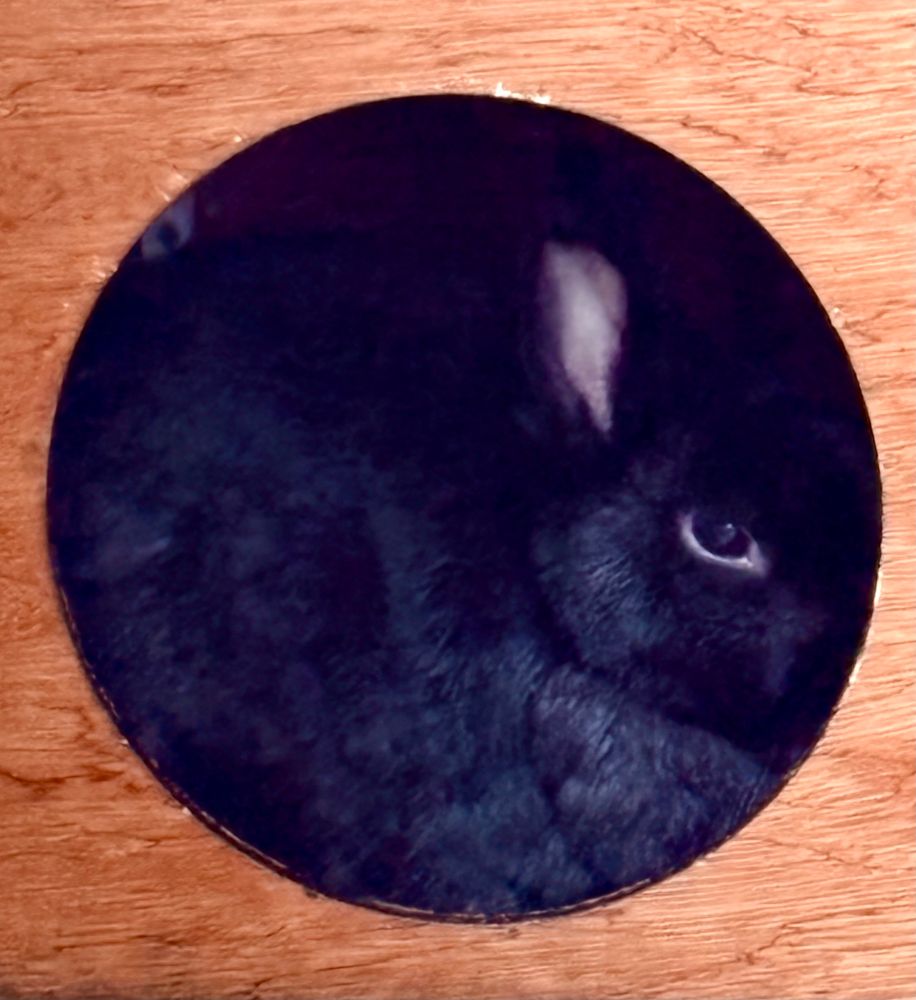 It’s Dandy the little bun, who I’m minding this weekend. Cuuuute! 