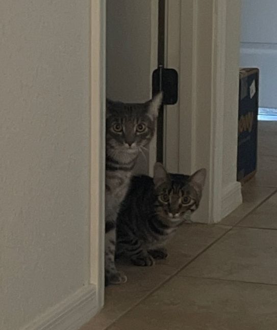 Two half grown cars peeking out of doorway at photographer. One sitting up lighter grey striped tabby with white chest. The other crouching darker grey with brown tones striped tabby.
