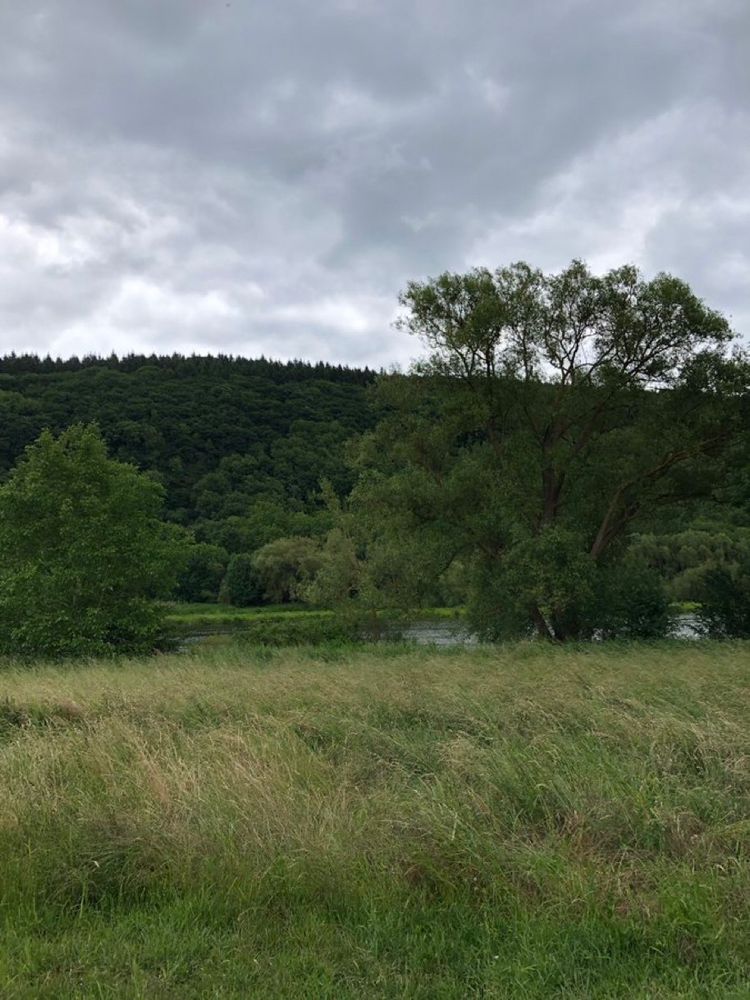 Sommerliche Wiese, im Hintergrund die Mosel