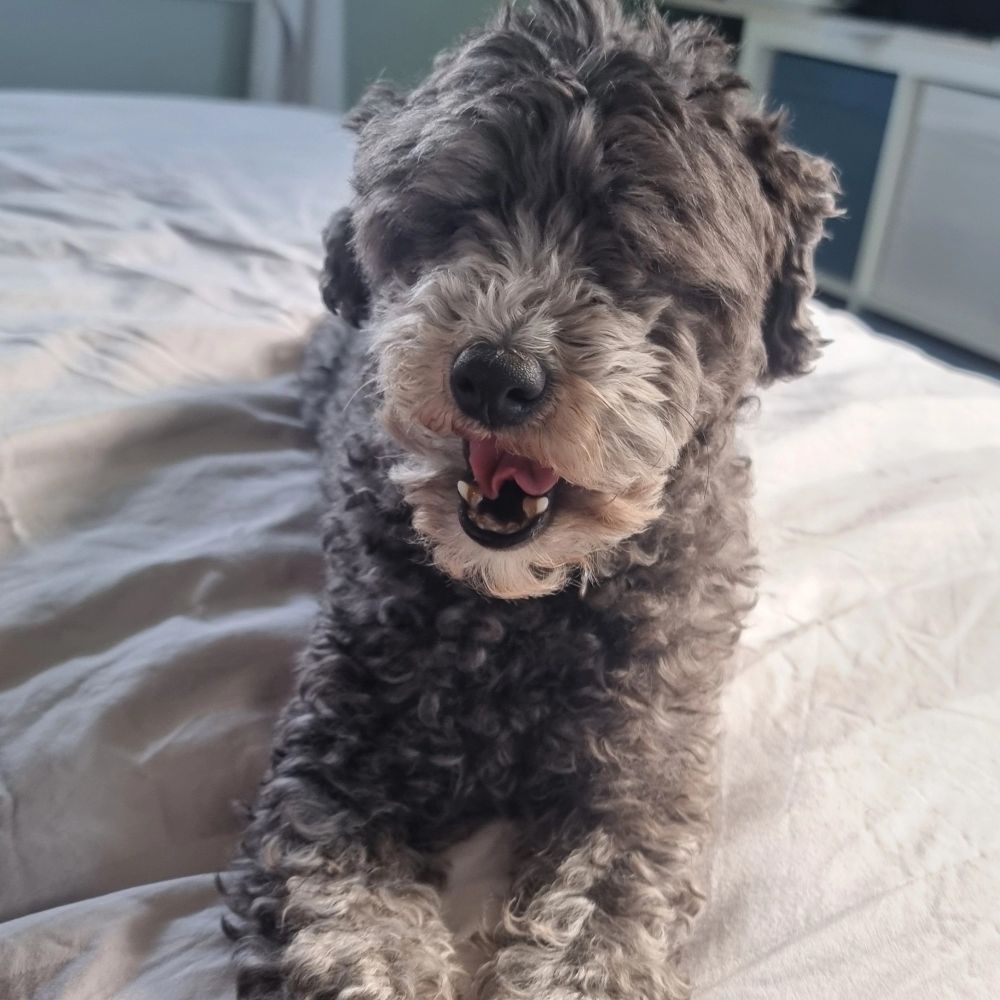 Very small dog, poised for mayhem