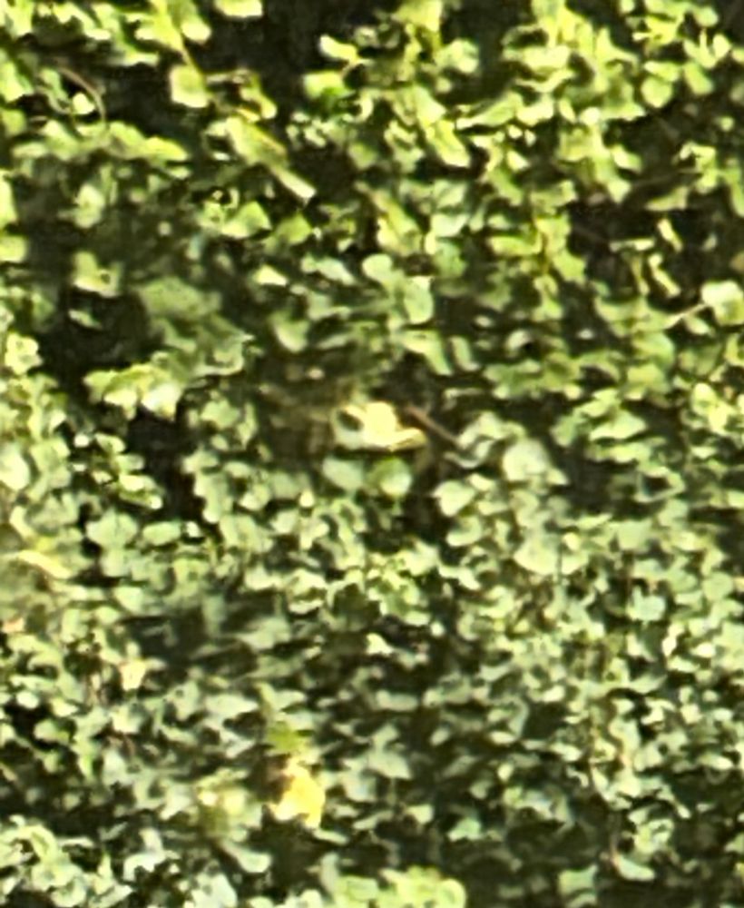 Foto della stessa chioma ingrandita