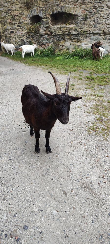 Friendly goat encounter.