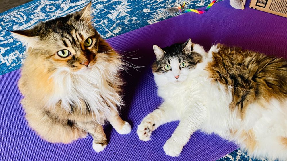 Fig & Rosie, 2 cats on a purple yoga mat. Both looking a bit suspicious.