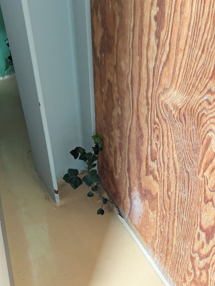 ivy grows from the floor