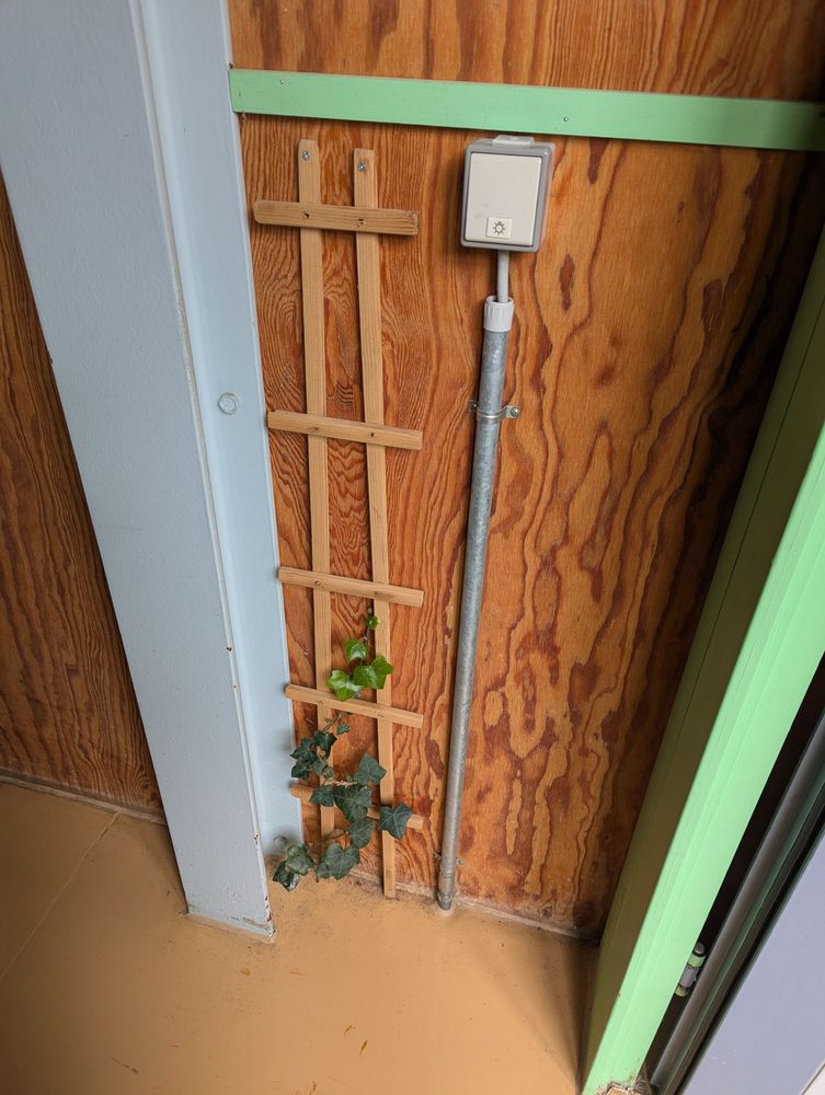 ivy plant climbing up a trellis (to a light switch lol)