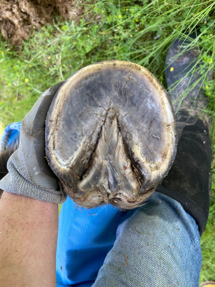 A photo of the bottom of the same hoof, showing a very clean sole and frog. It's pretty wet out.