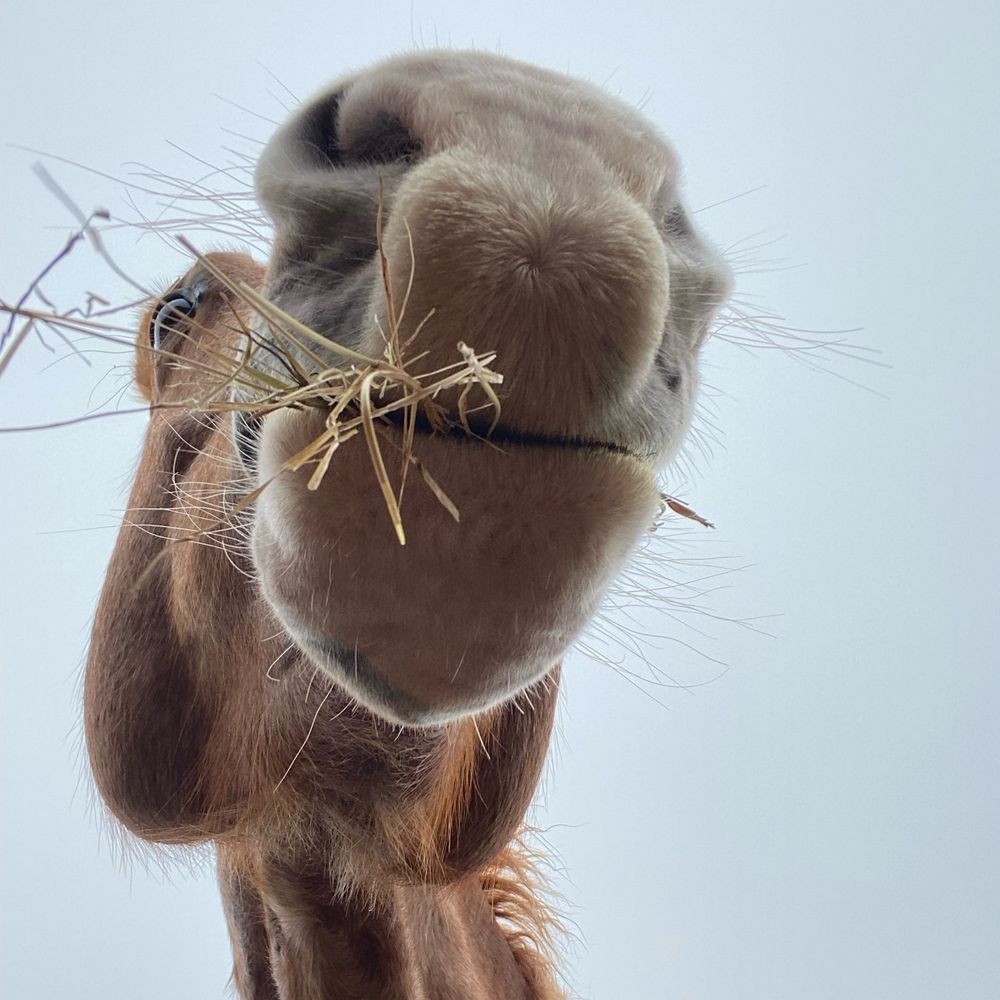 A very weird photo of a red horse going grey named Strawberry from below as she's eating hay. She has a big pink snout and one visible googly eye. 