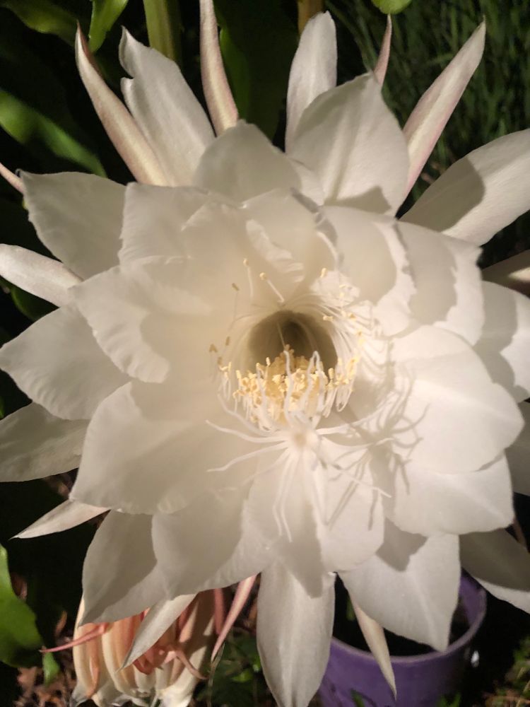 Front view of a moonflower. You can see the white petals, stamen and pollen. 
