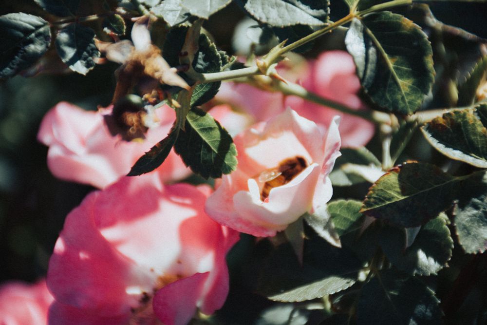Photo of a bee inside a pink flower
