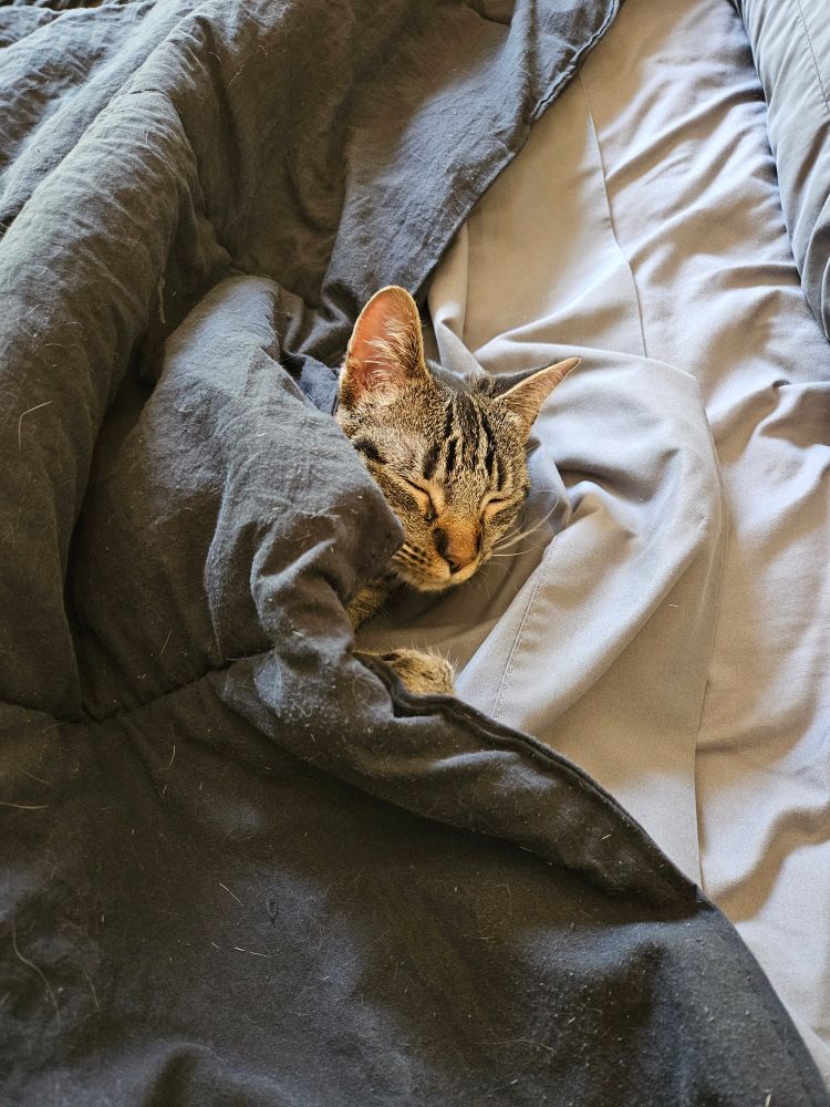 Cat asleep in bed...the thief.