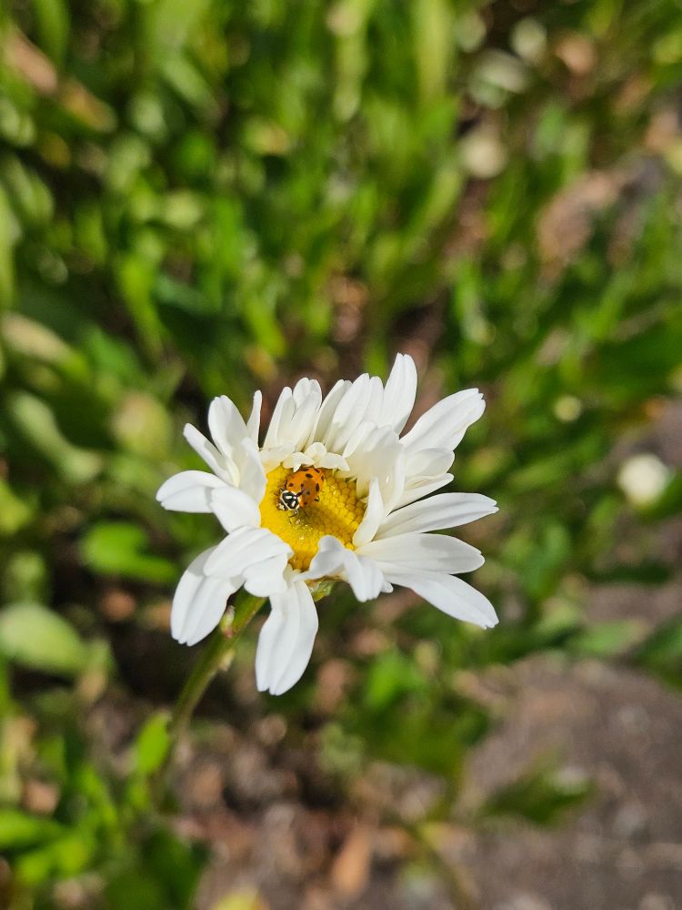 Ladybug hiding out.