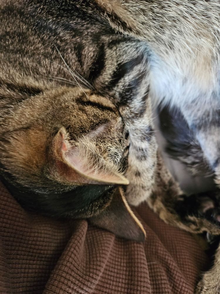 Still a cat