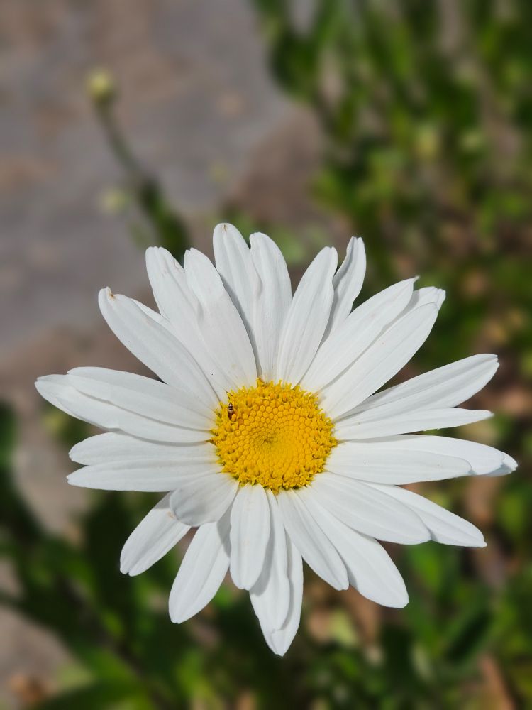 Small bug goin to town on a Shasta Daisy