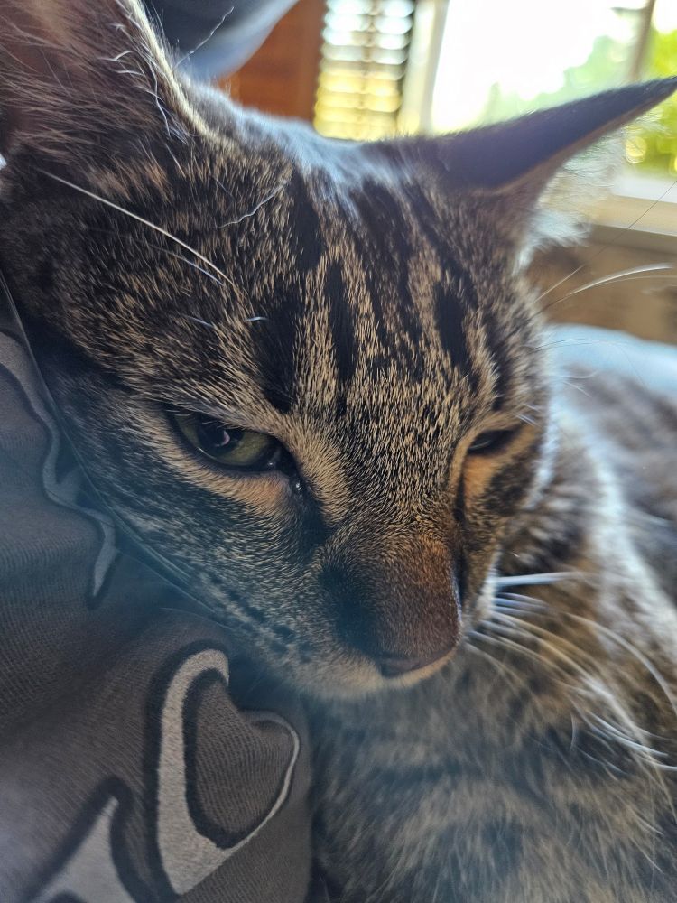 Just a sleepy kitty