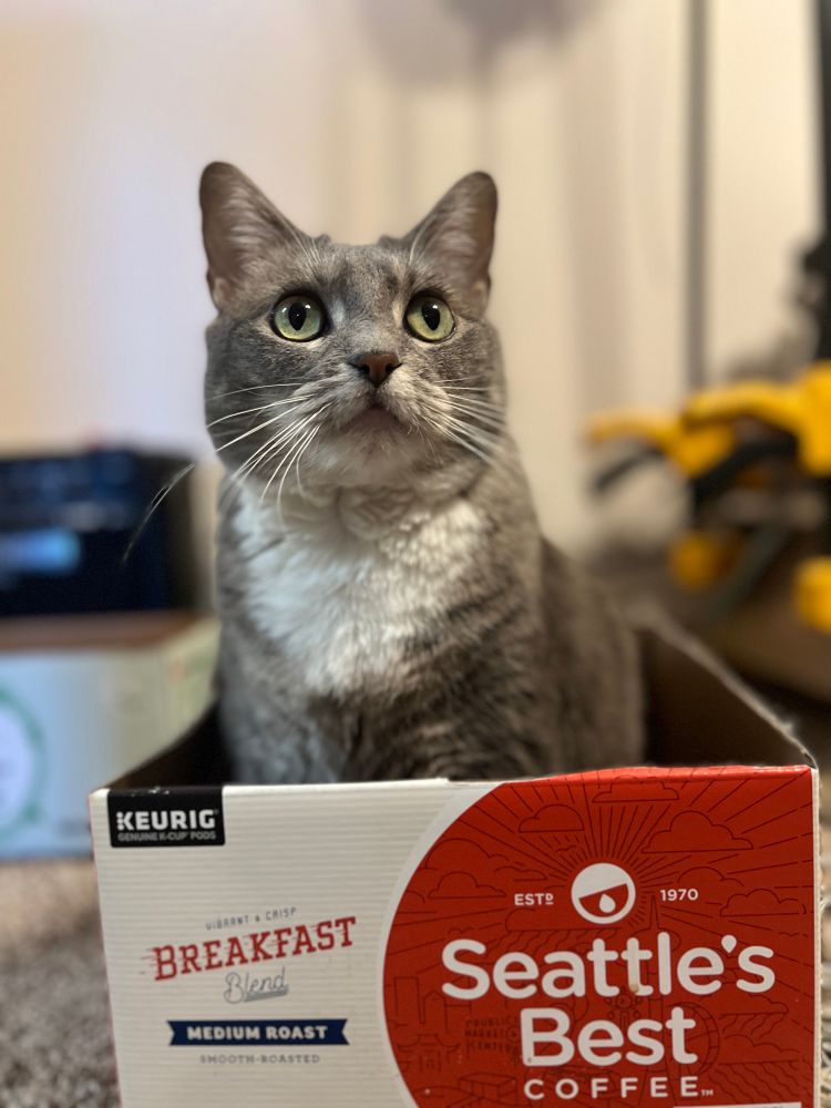 Lady Orbit, the cat. 