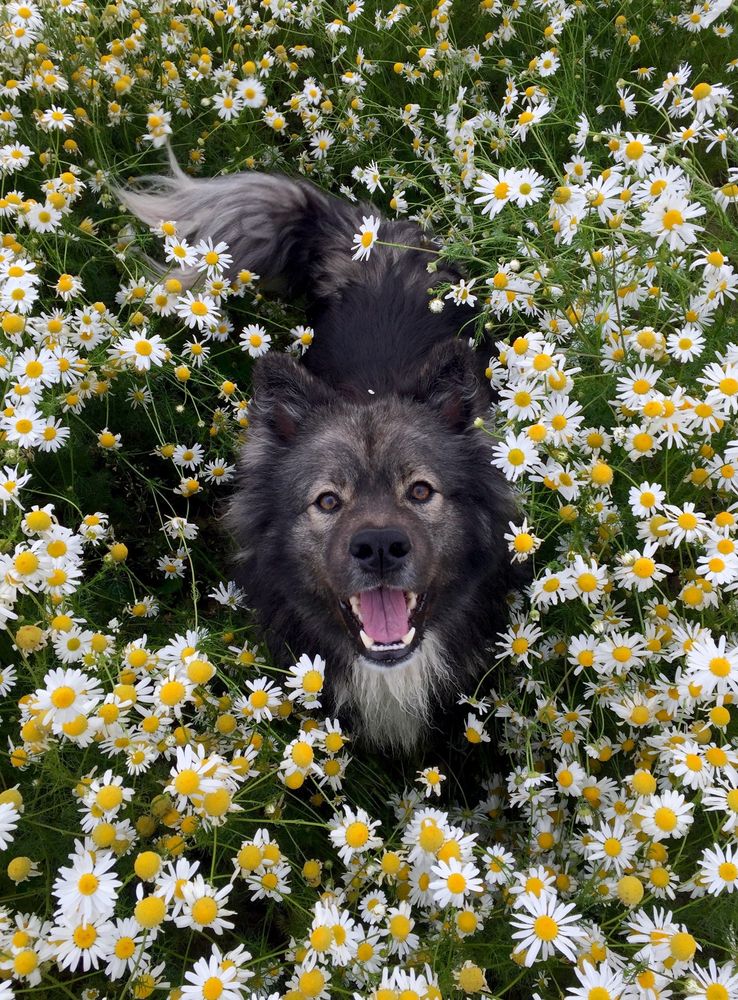 Finnish Lapphund in the middle of flowers