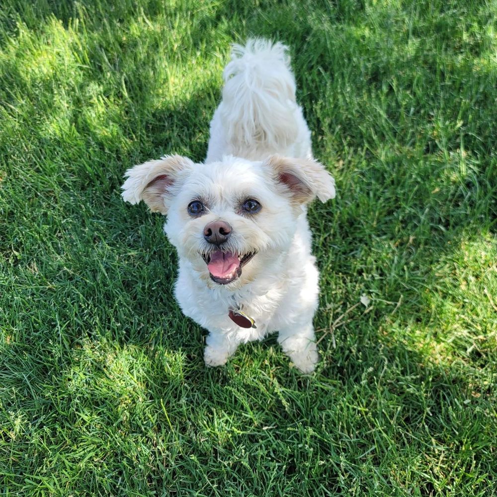Small white dog standing on grass during a sunny day looking up at the camera with a happy expression.