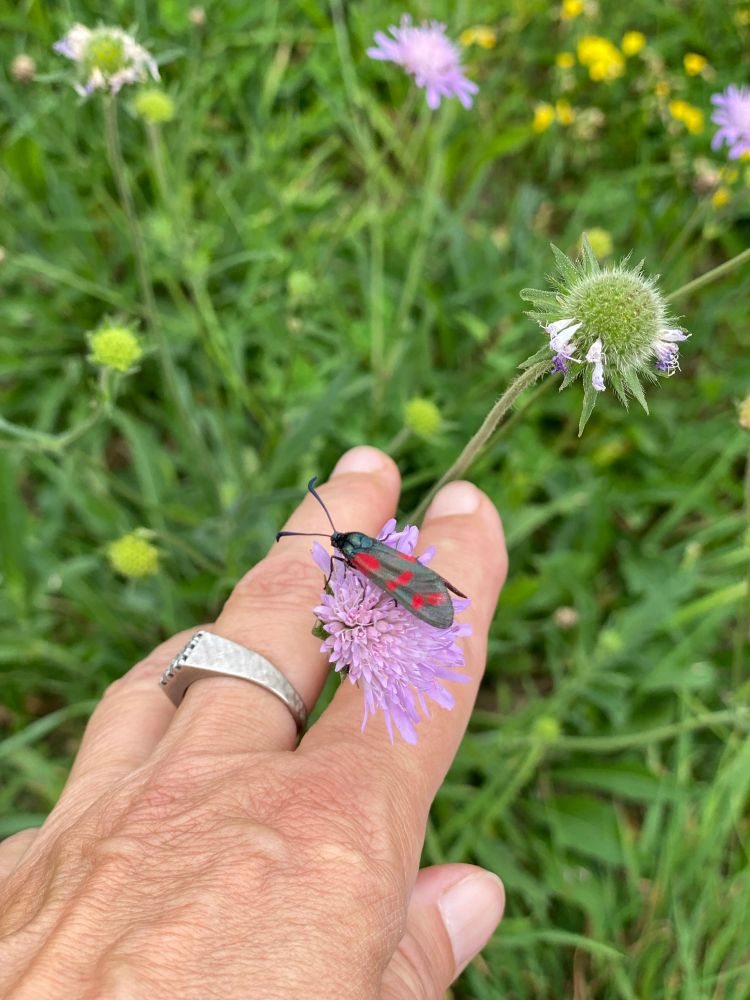 Ein schwarz-roter Schmetterling (wahrscheinlich ein Sechsfleck-Widderchen) sitzt auf einer hell-lilafarbenen Blüte, die ich festhalte, damit der Porträtmodus des Telefons funktioniert und die Blüte sich nicht im Wind bewegt. Daher sieht man auch meine linke Hand. Das Widderchen ist unbeeindruckt. Im Hintergrund Gras. 