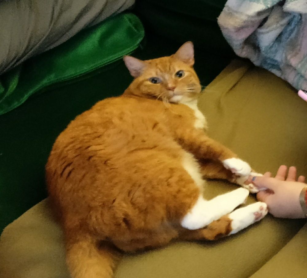 a cute orange tabby cat on a yellow blanket