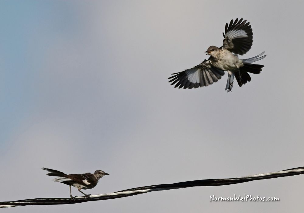 Two mockingbirds going at each other.