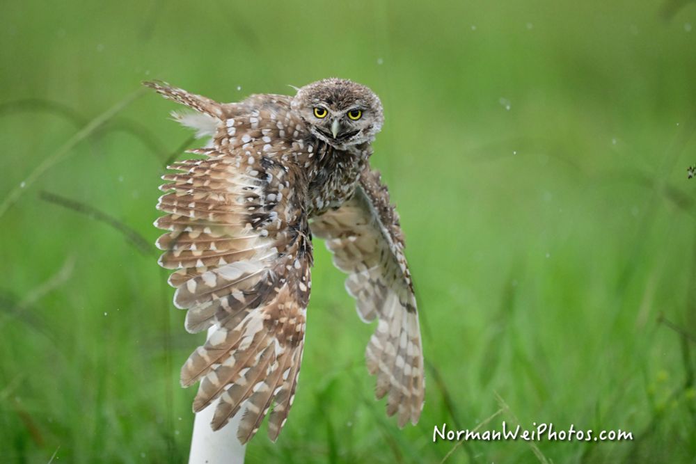 A burrowing owl taking a shower in the rain.