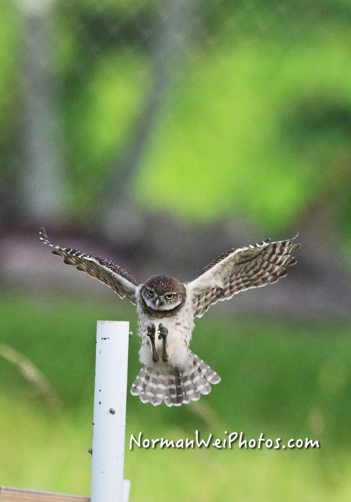 The look of determination on this burrowing owl.