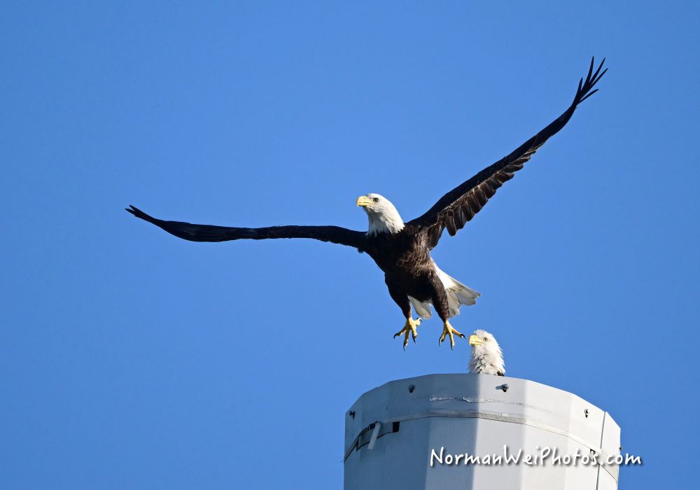 Bald eagle taking off from the cell tower in North Fort Myers.