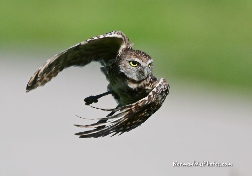 burrowing owl ...slowly I turned, step by step, inch by inch