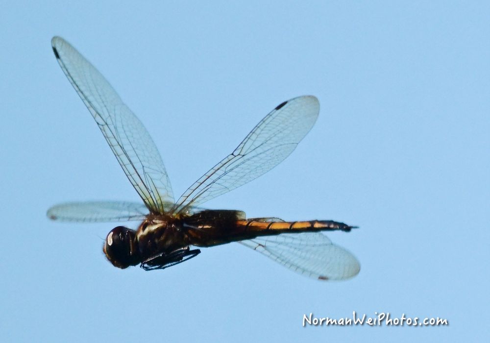 Dragonfly in flight